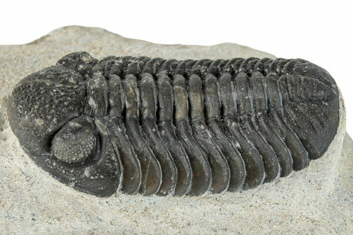 Detailed Morocops Trilobite - Ofaten, Morocco #287375